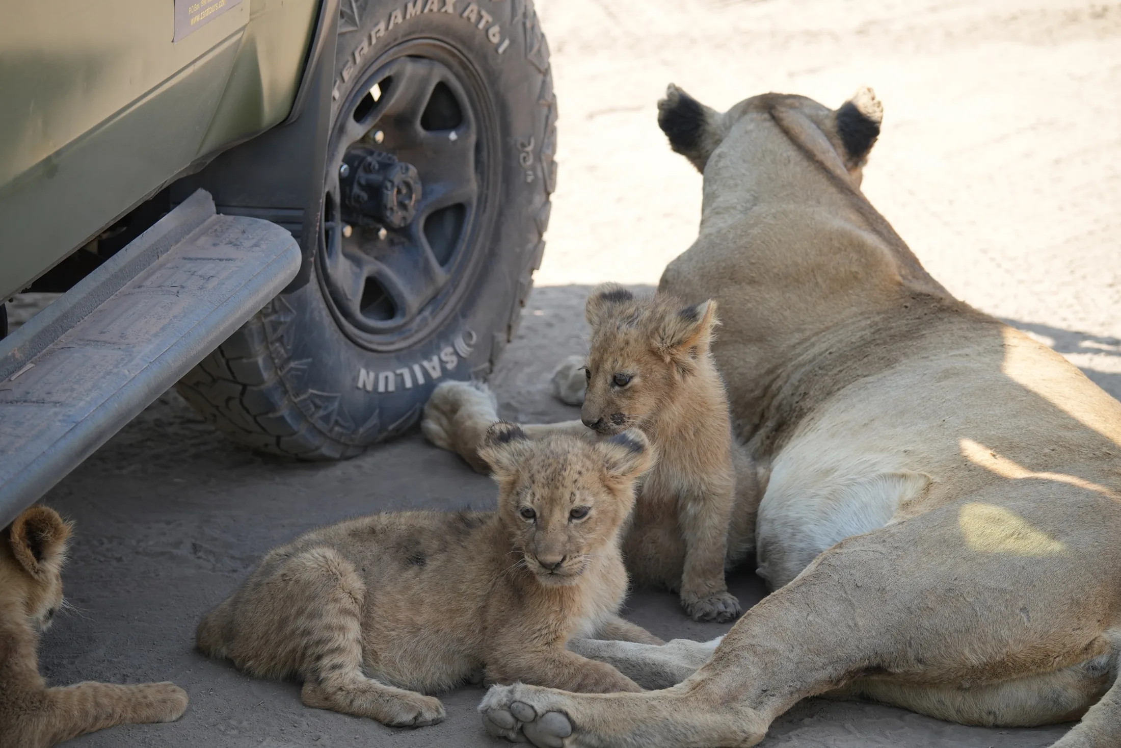 Game Drive 途中遇见幼狮
